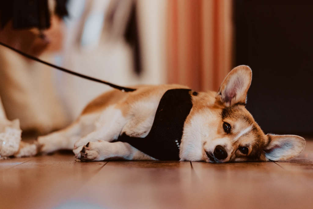 Tiere Auf Hochzeit Hund